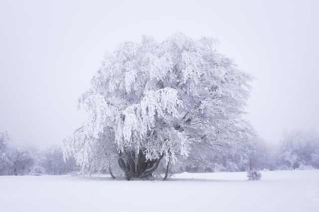 Arbre givré